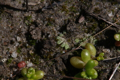 Riccia