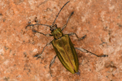 Donaciinae