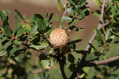 Amphibolips quercuspomiformis