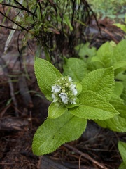 Lepechinia caulescens
