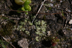 Riccia