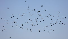 Phalacrocorax sulcirostris