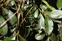 Psydrax odorata odorata