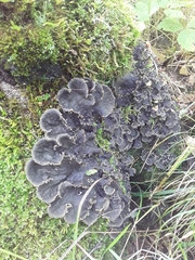Peltigeraceae