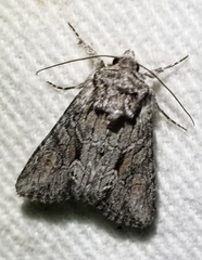 Lacinipolia