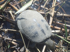 Emys orbicularis