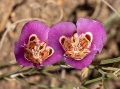 Calochortus venustus