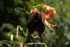 Papilio bianor