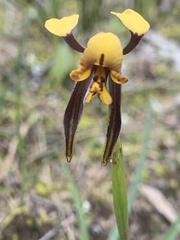 Diuris