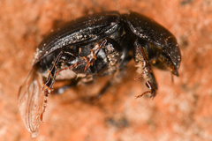 Aphodiinae