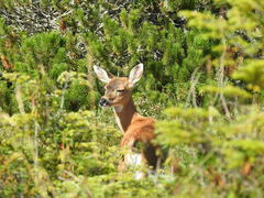 Odocoileus hemionus sitkensis