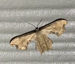 Calledapteryx dryopterata