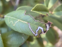 Stigmella