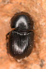 Aphodiinae