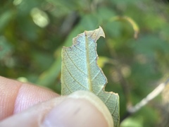 Stigmella