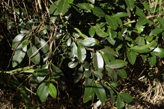 Psydrax odorata odorata