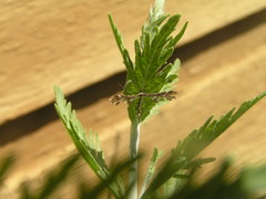 Geina periscelidactylus