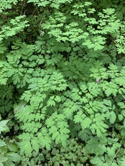 Corydalis scouleri