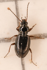 Bembidion
