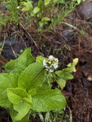 Lepechinia caulescens