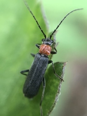 Cantharidae