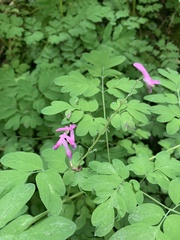 Corydalis scouleri