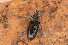 Donaciinae