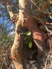 Arbutus menziesii