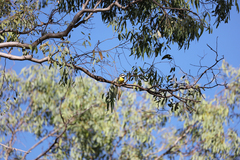 Falcunculus frontatus