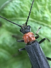 Cantharidae