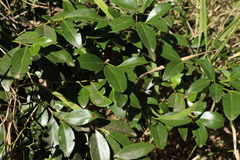 Psydrax odorata odorata