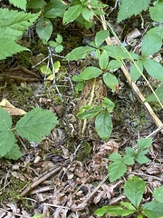 Anaxyrus boreas