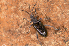 Donaciinae
