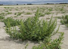 Oxybasis chenopodioides