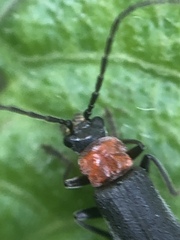 Cantharidae
