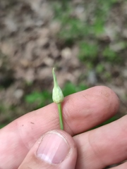 Allium rotundum