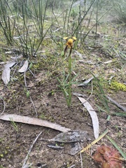 Diuris