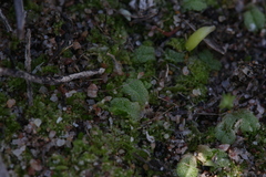 Riccia