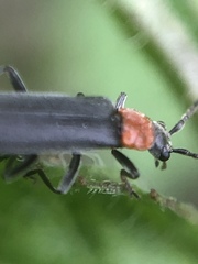 Cantharidae