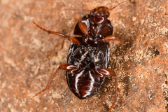 Amara convexa