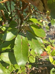 Arbutus menziesii