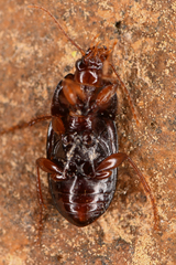 Amara convexa