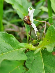 Leptinotarsa decemlineata