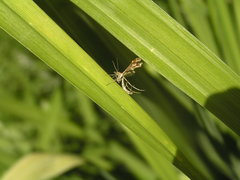 Geina periscelidactylus