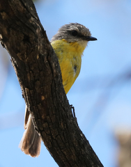 Eopsaltria australis