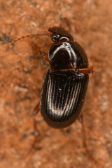 Amara convexa