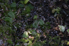 Riccia