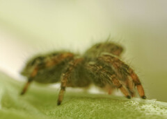Phidippus audax