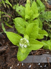 Lepechinia caulescens