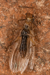 Plecoptera